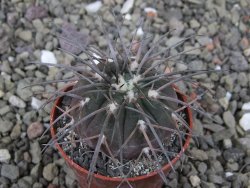 Gymnocalycium spegazzinii VS 120 Capillitas, květináč 5,5 cm - 12411377