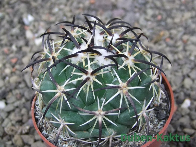Coryphantha tripugionacantha PP1012 Tepetatita Zac. pot 6,5 cm - 12409719