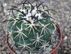 Coryphantha tripugionacantha PP1012 Tepetatita Zac. pot 6,5 cm - 12409715