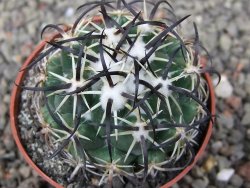 Coryphantha tripugionacantha PP1012 Tepetatita Zac. pot 6,5 cm - 12409727