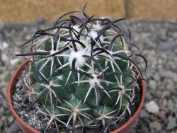 Coryphantha tripugionacantha PP1012 Tepetatita Zac. pot 6,5 cm - 12409728