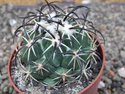 Coryphantha tripugionacantha PP1012 Tepetatita Zac. pot 6,5 cm - 12409729