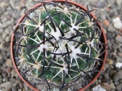 Coryphantha tripugionacantha PP1012 Tepetatita Zac. pot 6,5 cm - 12409731
