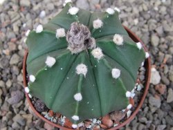 Astrophytum Z Jasenné pot 6,5 cm - 12409733