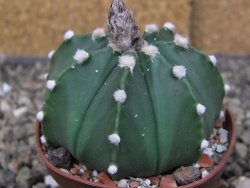Astrophytum Z Jasenné pot 6,5 cm