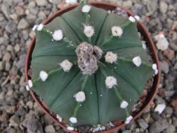 Astrophytum Z Jasenné pot 6,5 cm - 12409737