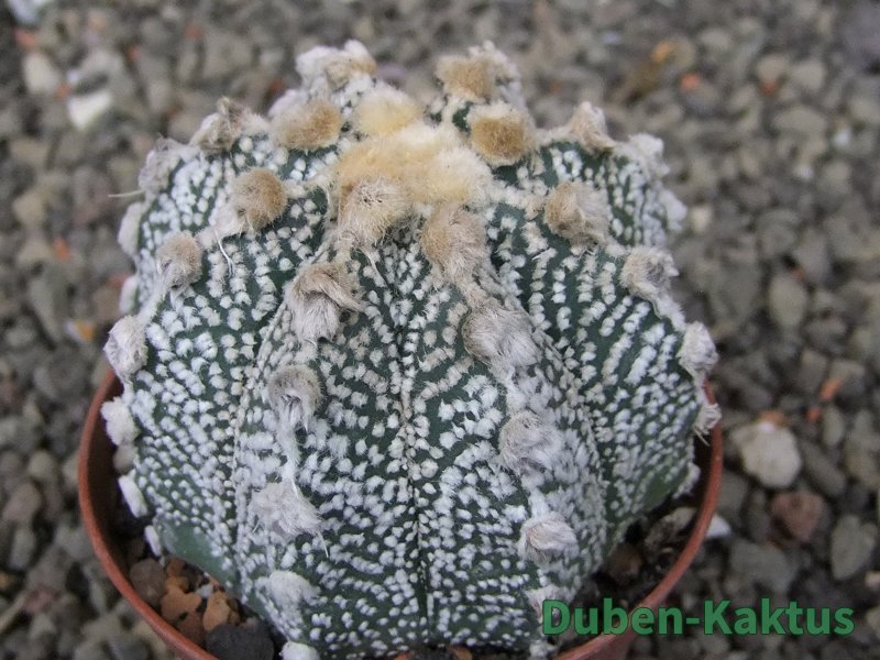 Astrophytum Z Jasenné pot 6,5 cm - 12409738