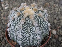 Astrophytum Z Jasenné pot 6,5 cm