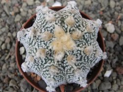 Astrophytum Z Jasenné pot 6,5 cm - 12409740