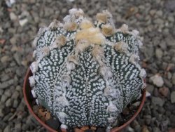 Astrophytum Z Jasenné pot 6,5 cm - 12409741