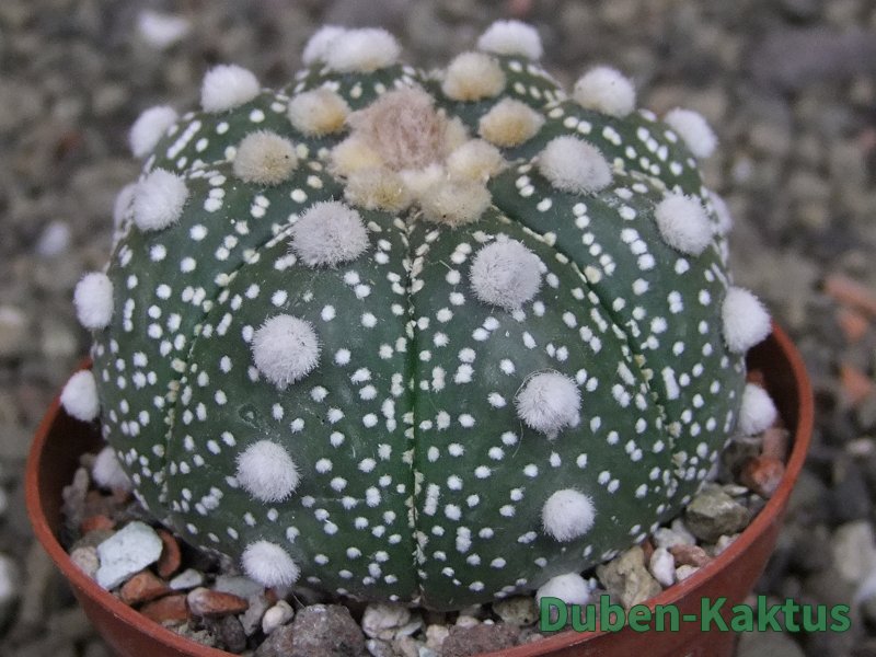 Astrophytum Z Jasenné pot 6,5 cm - 12409744