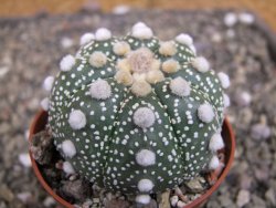 Astrophytum Z Jasenné pot 6,5 cm - 12409742