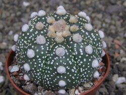 Astrophytum Z Jasenné pot 6,5 cm - 12409743