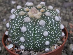 Astrophytum Z Jasenné pot 6,5 cm
