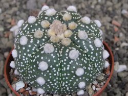 Astrophytum Z Jasenné pot 6,5 cm - 12409745