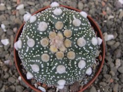Astrophytum Z Jasenné pot 6,5 cm - 12409746