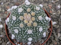 Astrophytum Z Jasenné pot 6,5 cm - 12409747