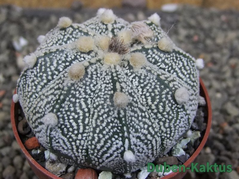 Astrophytum Z Jasenné pot 6,5 cm - 12409748