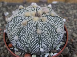 Astrophytum Z Jasenné pot 6,5 cm