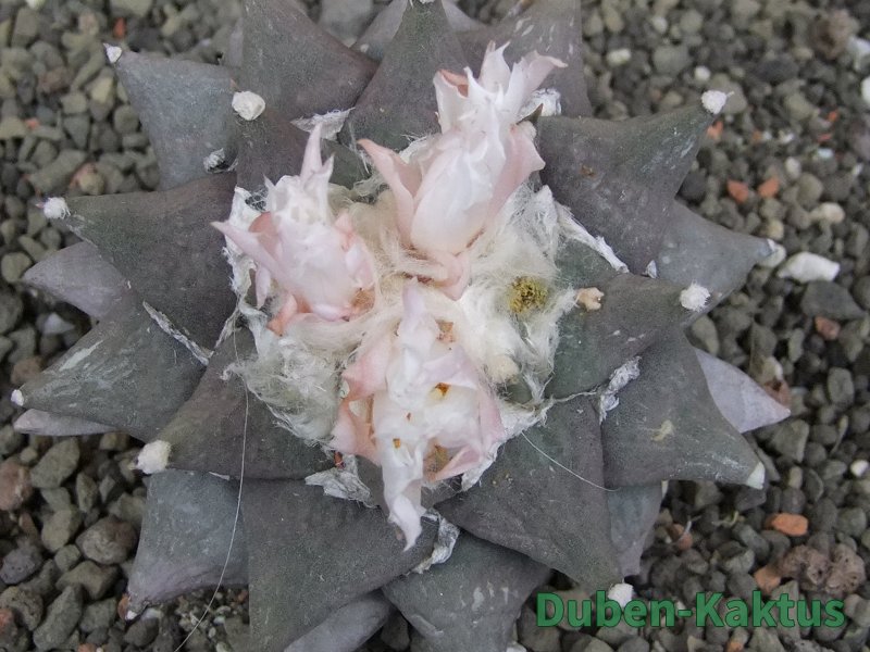 Ariocarpus furfuraceus 9 cm - 12409753