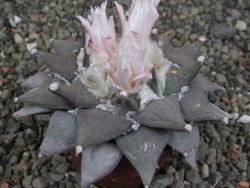 Ariocarpus furfuraceus 9 cm - 12409756