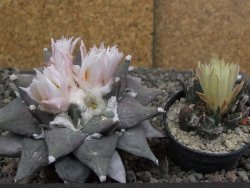 Ariocarpus furfuraceus 9 cm - 12409759