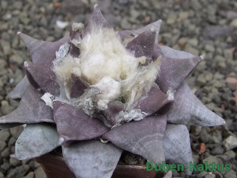 Ariocarpus furfuraceus 7 cm - 12409760