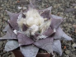 Ariocarpus furfuraceus 7 cm