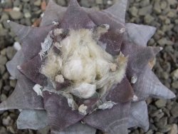 Ariocarpus furfuraceus 7 cm - 12409761