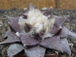 Ariocarpus furfuraceus 7 cm - 12409762