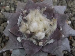 Ariocarpus furfuraceus 7 cm - 12409763