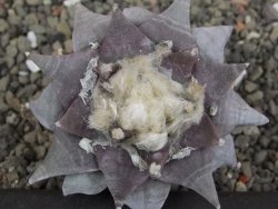 Ariocarpus furfuraceus 7 cm - 12409764