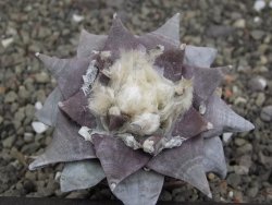 Ariocarpus furfuraceus 7 cm - 12409765