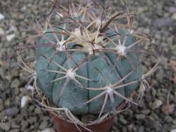 Echinocactus horizonthalonius, pot 5,5 cm - 12409768
