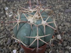 Echinocactus horizonthalonius, pot 5,5 cm