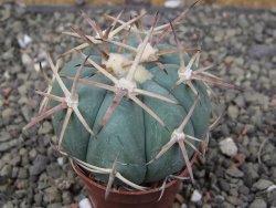 Echinocactus horizonthalonius, pot 5,5 cm - 12409775