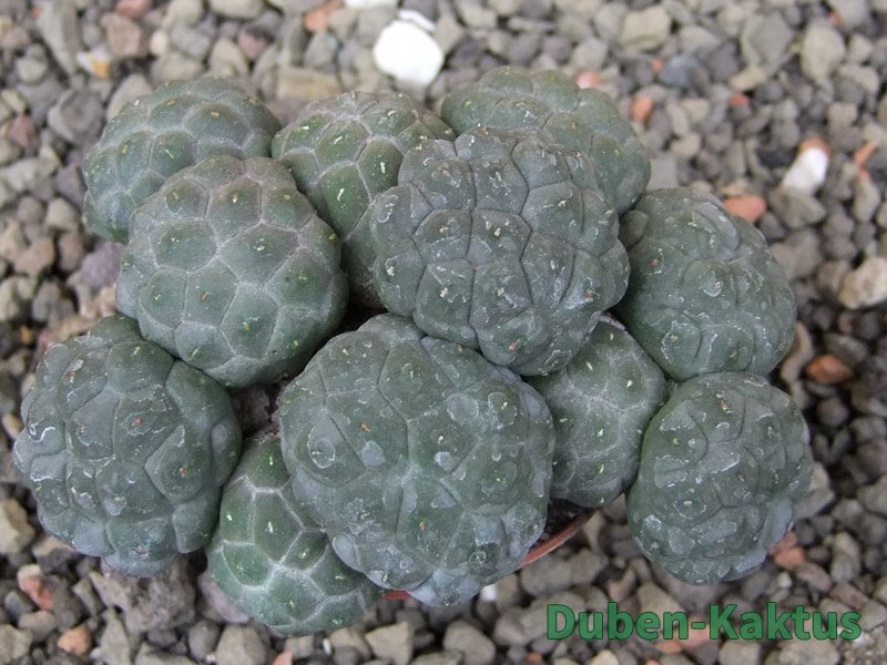 Puna bonniae inermis, pot 5,5 cm - 12409778