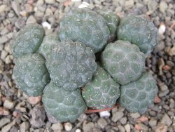 Puna bonniae inermis, pot 5,5 cm - 12409776