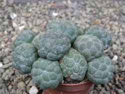 Puna bonniae inermis, pot 5,5 cm - 12409777