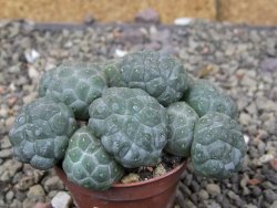 Puna bonniae inermis, pot 5,5 cm - 12409779