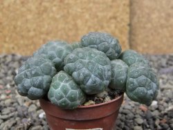 Puna bonniae inermis, pot 5,5 cm - 12409780