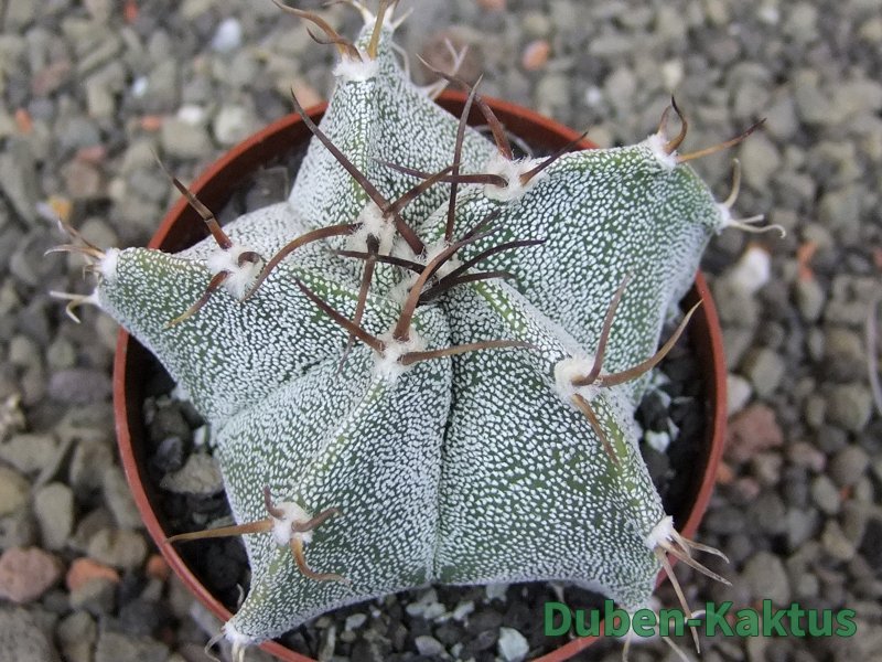 Astrophytum Onzuko X ornatum květináč 6,5 cm - 12409787