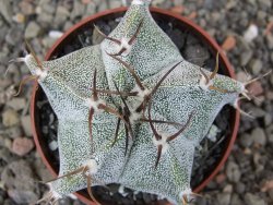 Astrophytum Onzuko X ornatum květináč 6,5 cm - 12409781