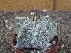 Astrophytum Onzuko X ornatum květináč 6,5 cm - 12409784
