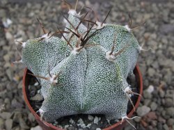 Astrophytum Onzuko X ornatum květináč 6,5 cm - 12409786