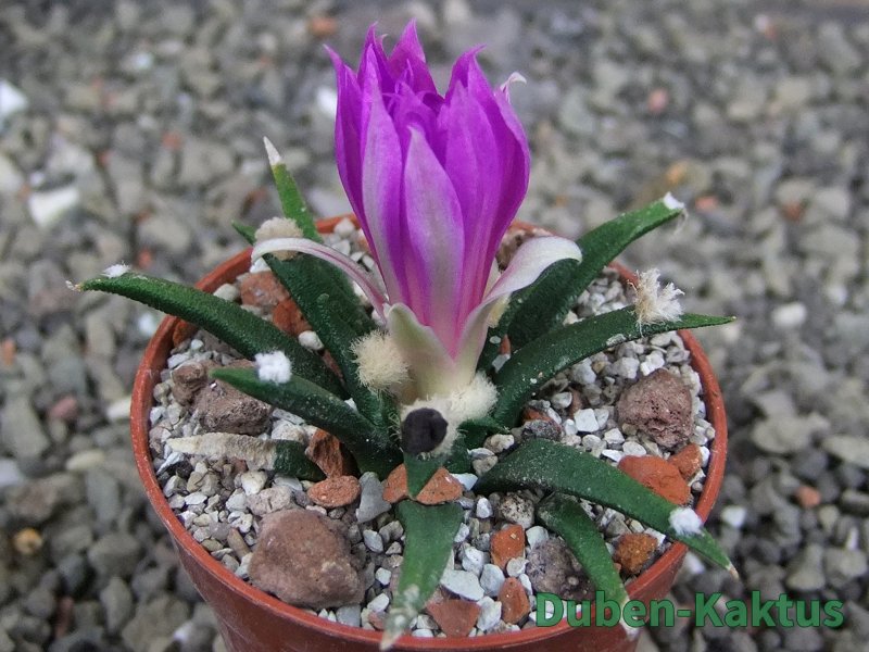 Ariocarpus agavoides pot 5,5 cm cites IA - 12409788