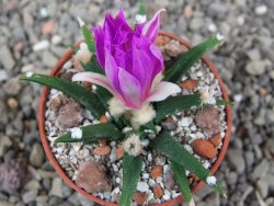 Ariocarpus agavoides pot 5,5 cm cites IA - 12409789