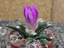 Ariocarpus agavoides pot 5,5 cm cites IA - 12409790
