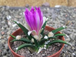 Ariocarpus agavoides pot 5,5 cm cites IA - 12409791