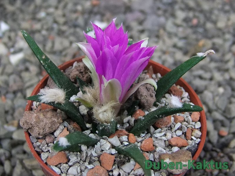 Ariocarpus agavoides pot 5,5 cm cites IA - 12409792